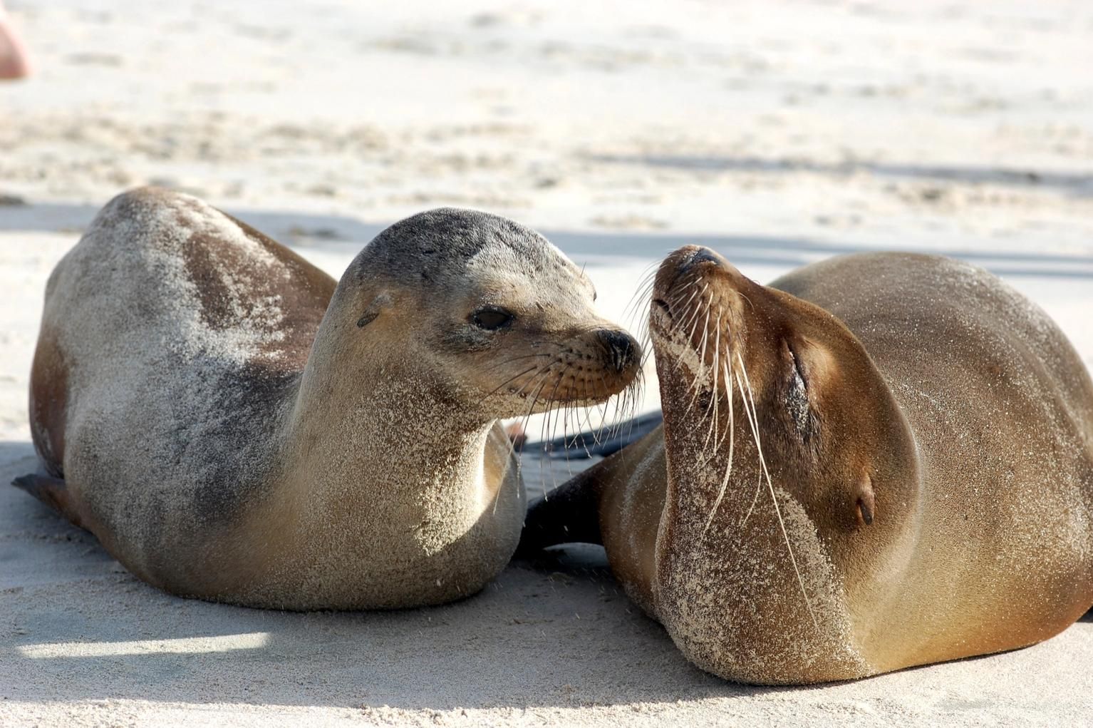 Galapagos Special Voyage: Expedition Cruise roundtrip from San Cristobal